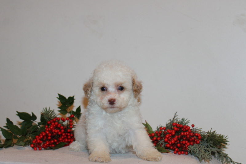 puppy, for, sale, Toy Poodle, Matthew B. Stoltzfus, dog, breeder, Gap, PA, dog-breeder, puppy-for-sale, forsale, nearby, find, puppyfind, locator, puppylocator, aca